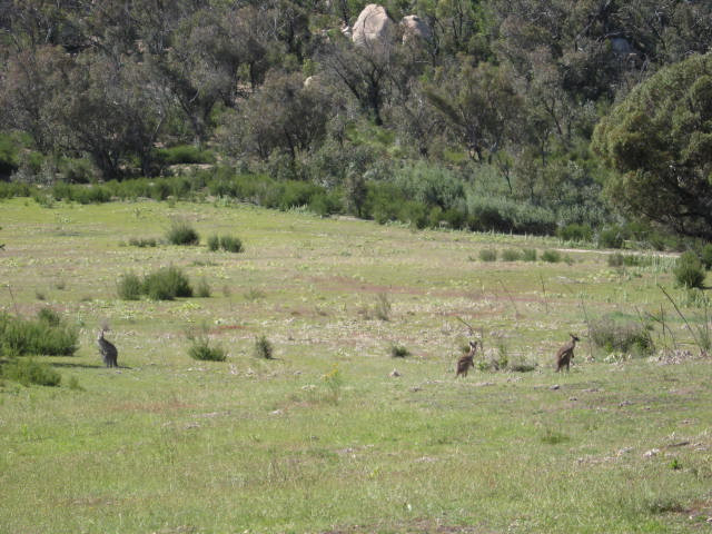 Tidbinbilla Nature Reserve