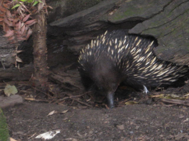 Echidna2