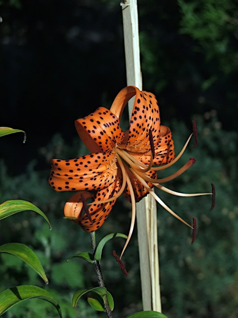 Lilium tigrinum