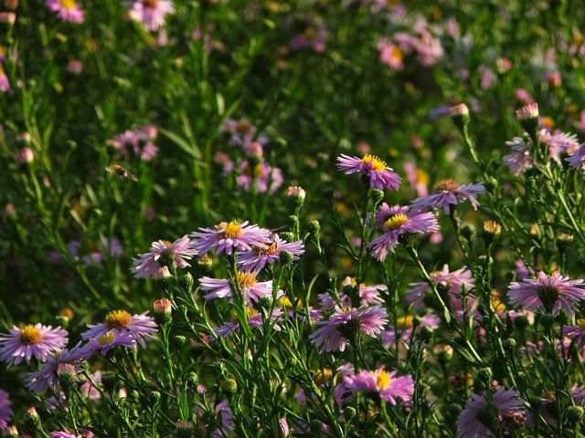 Aster/Őszirózsa