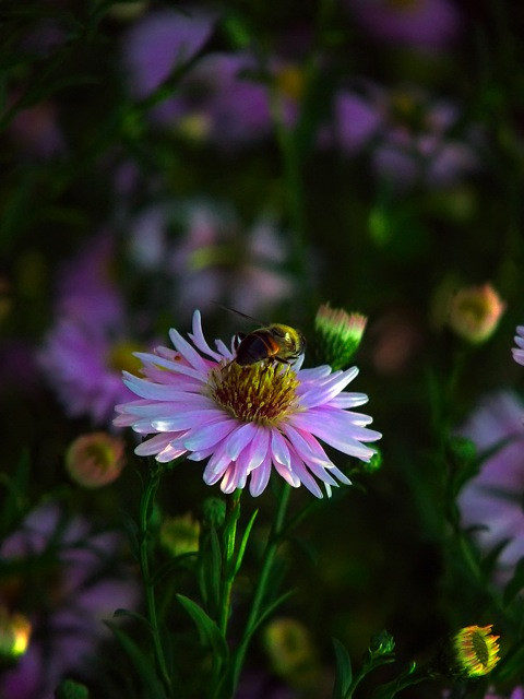 Aster/Őszirózsa