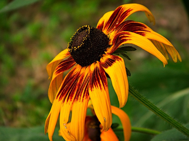 Rudbeckia hirta/Borzas kúpvirág