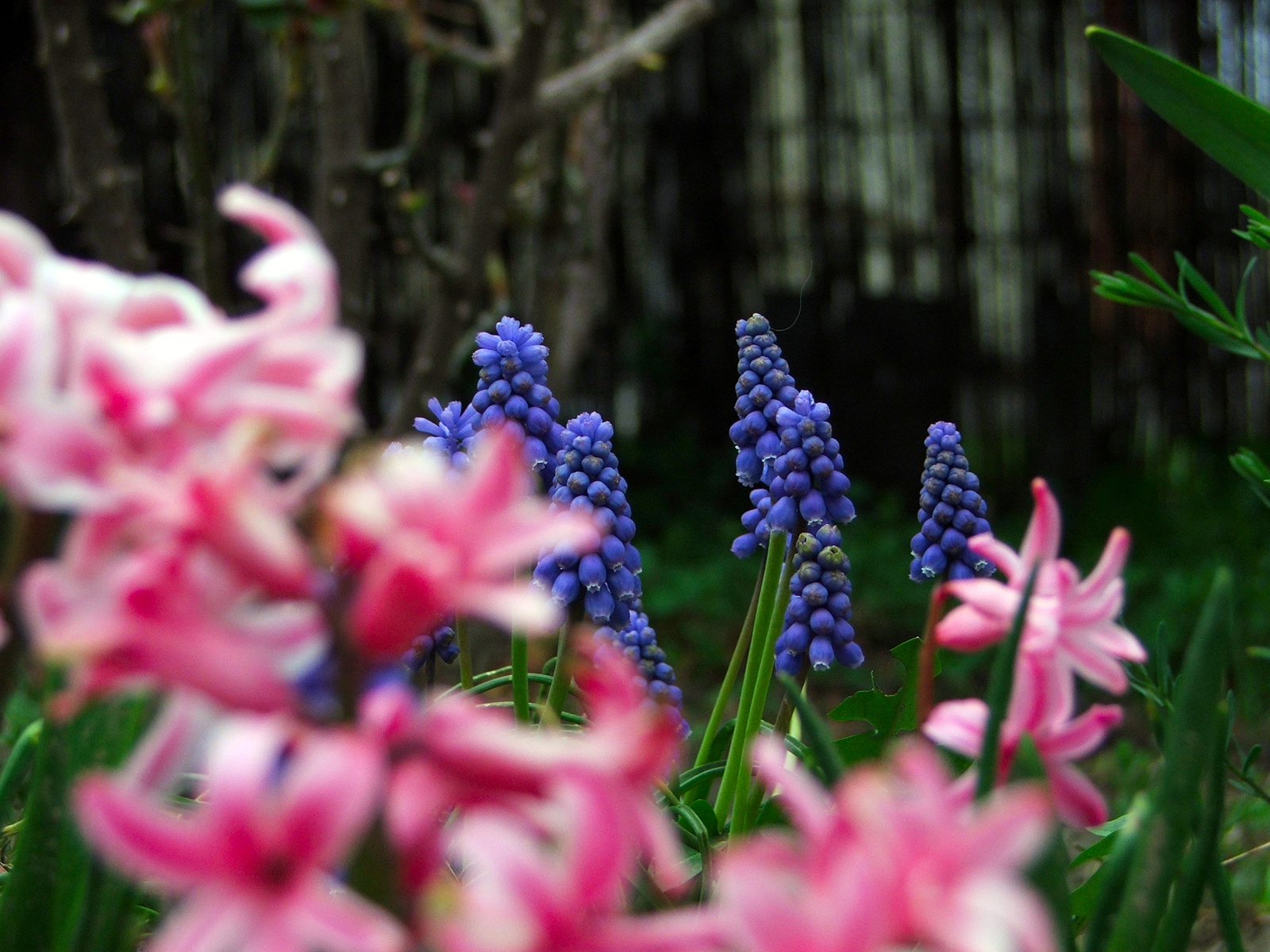 Muscari armaniecum-Örmény gyöngyike