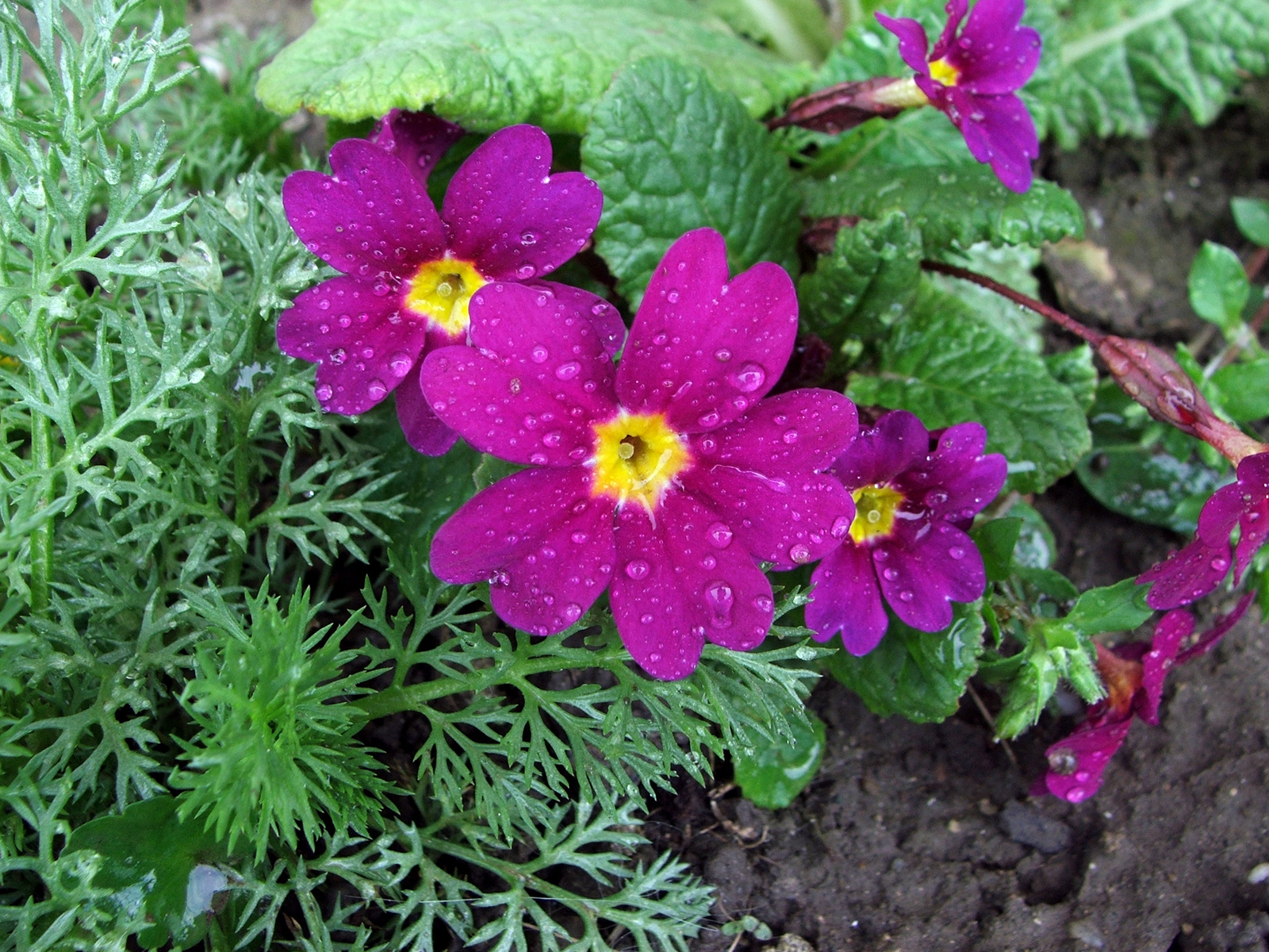 Primula