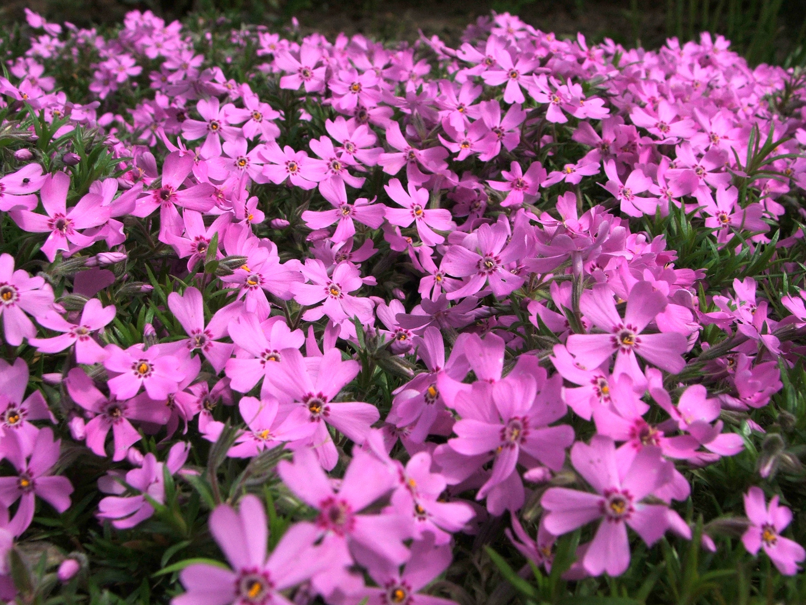 Phlox