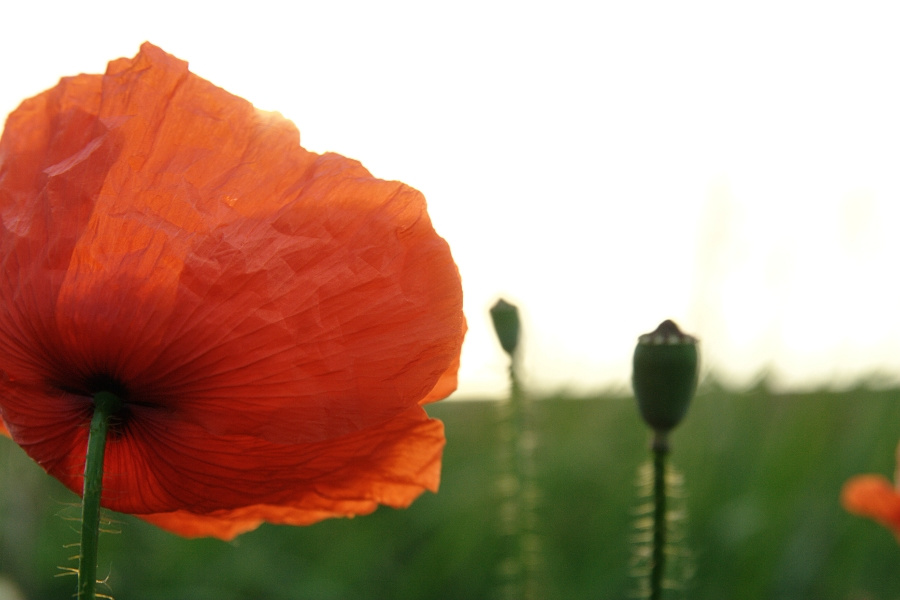 red poppy 9