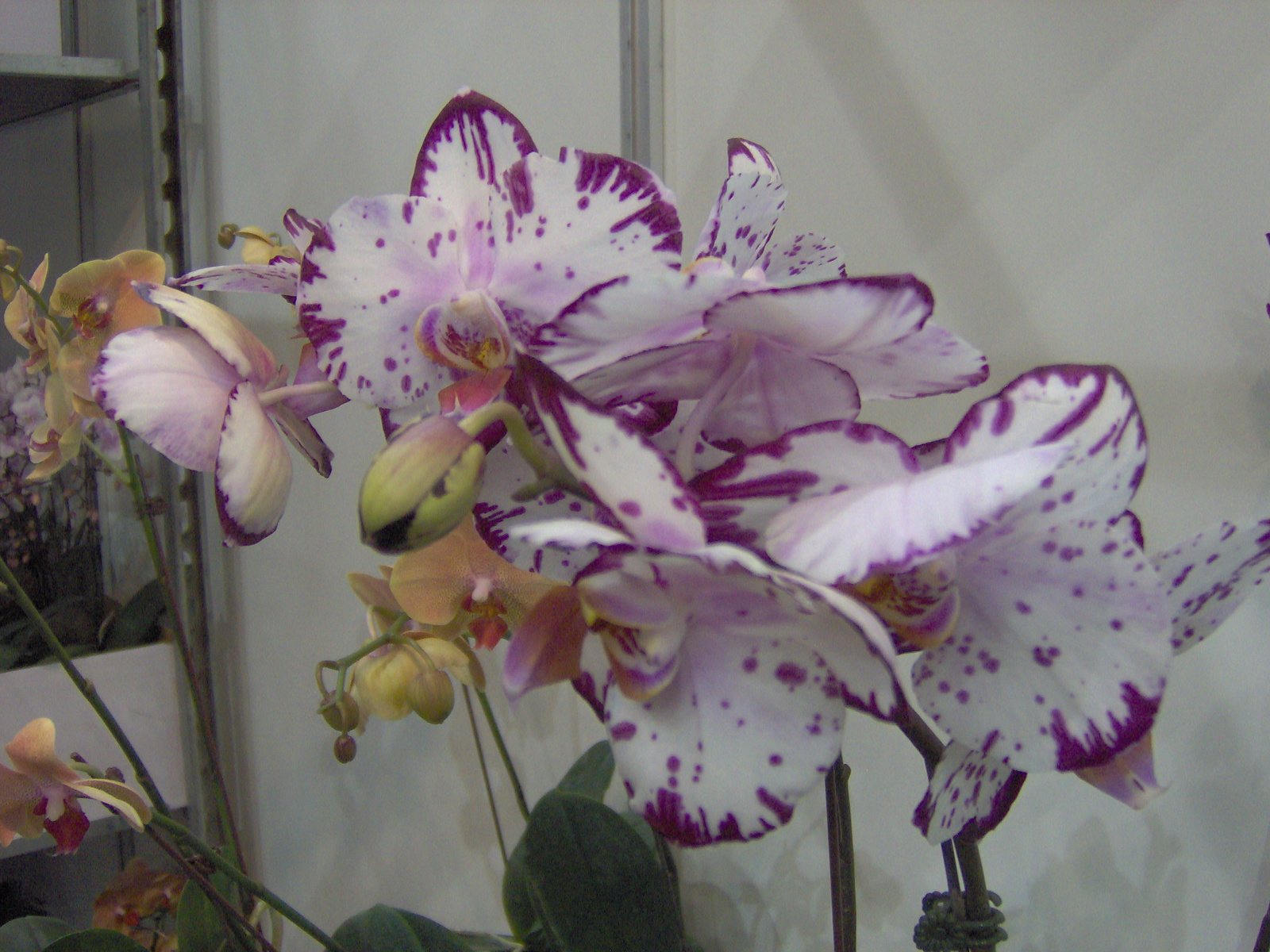 2011   nemzetközi orhidea kiállítás 012