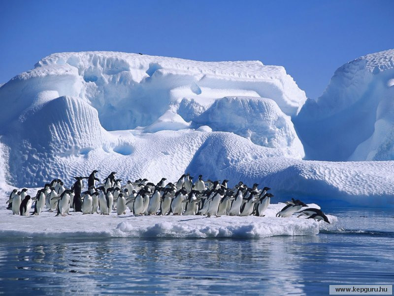 Ad�lie-pingvinek-Antarktisz