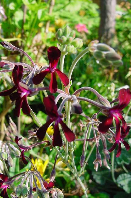 pelargonium sidoides lila 2