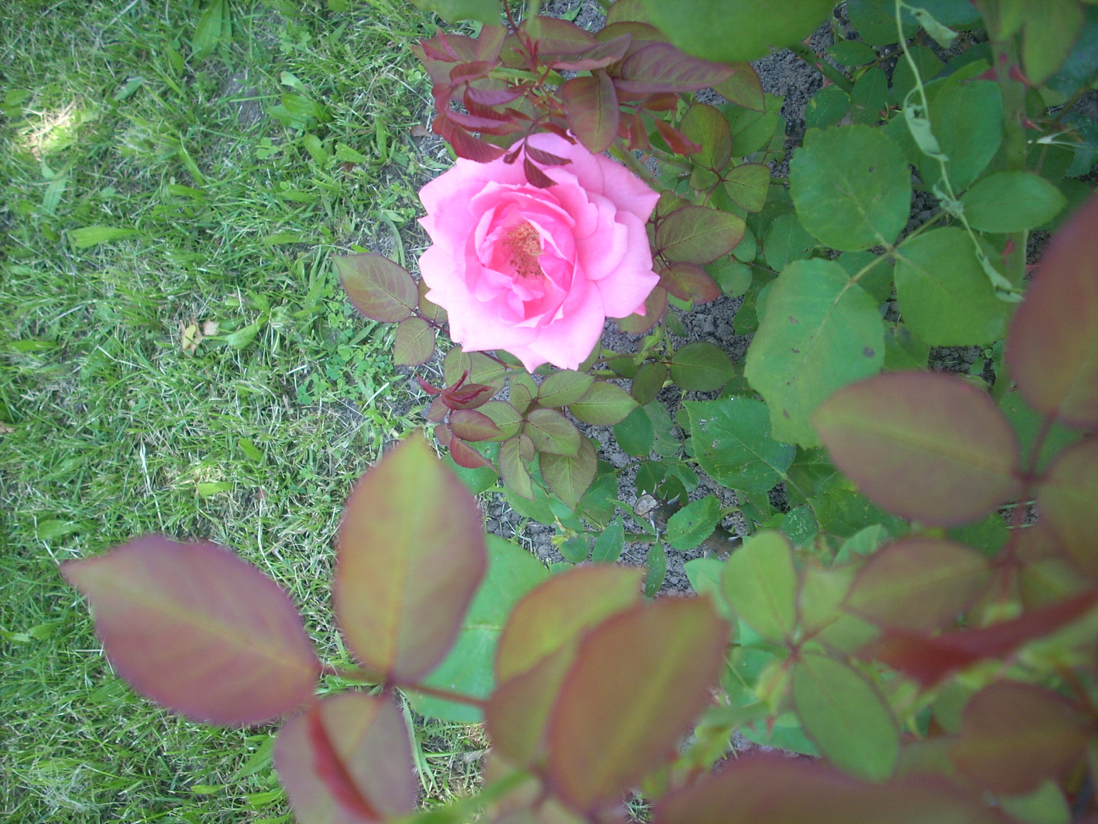 Rózsa a dombon