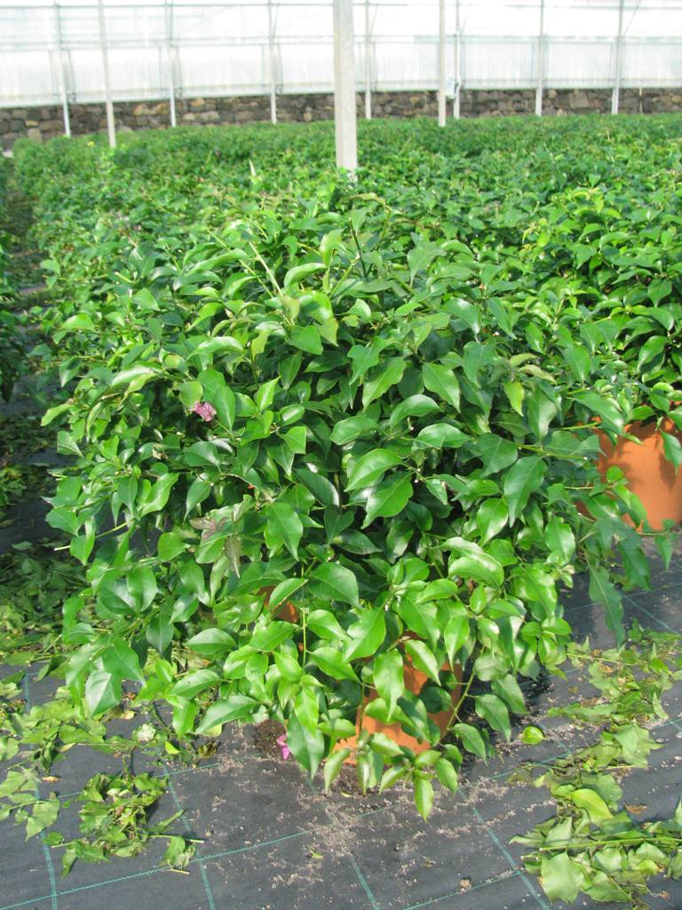 BOUGAINVILLEA  G.SANDERIANA BALL C15L