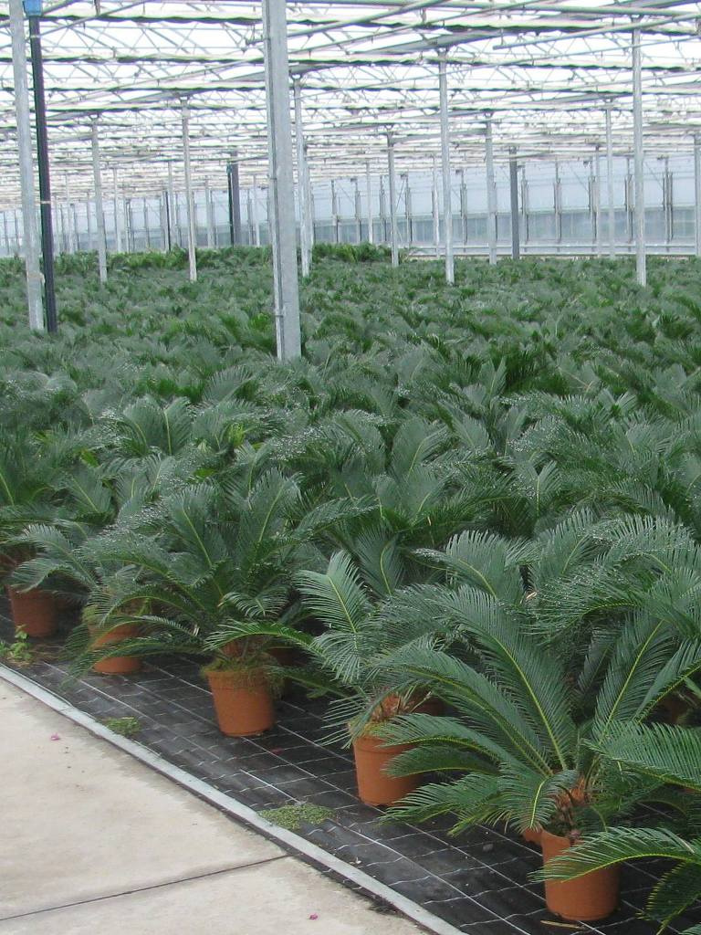 CYCAS REVOLUTA C3L