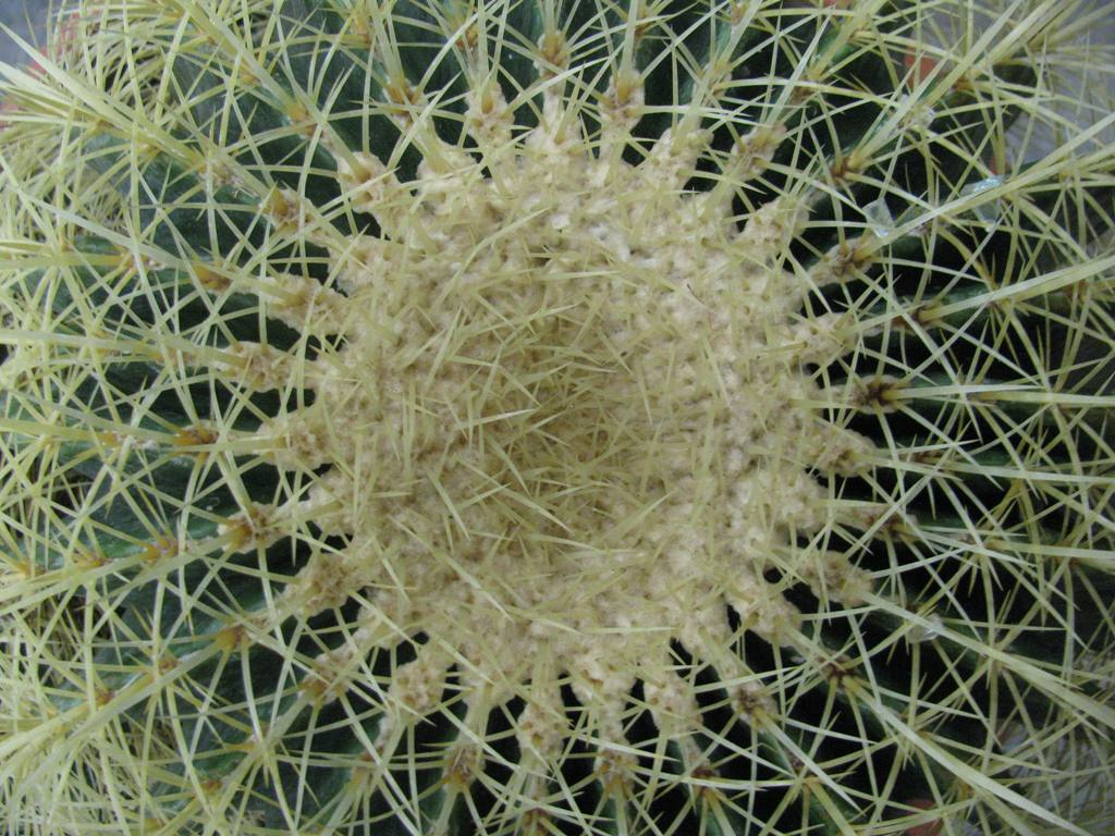 ECHINOCACTUS GRUSONII C30L