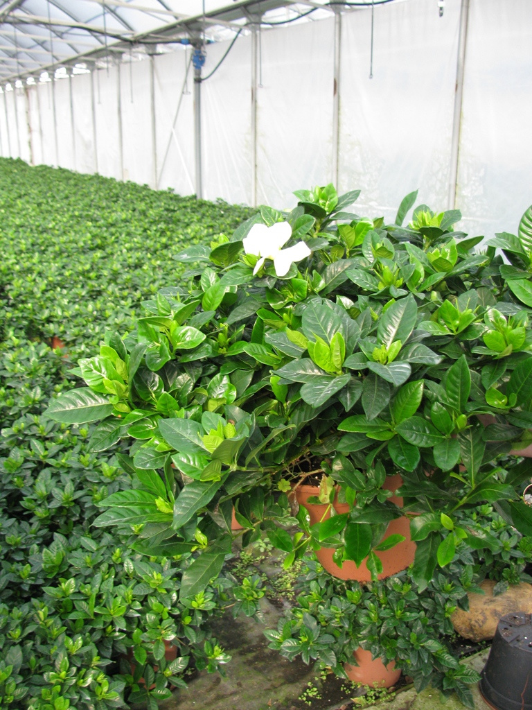 GARDENIA MULTIFLORA 50-55 7L