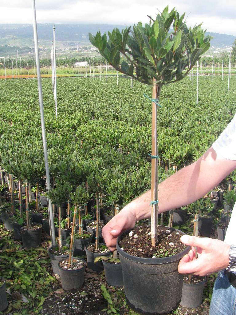 LAURUS NOBILIS 1-2T C5L