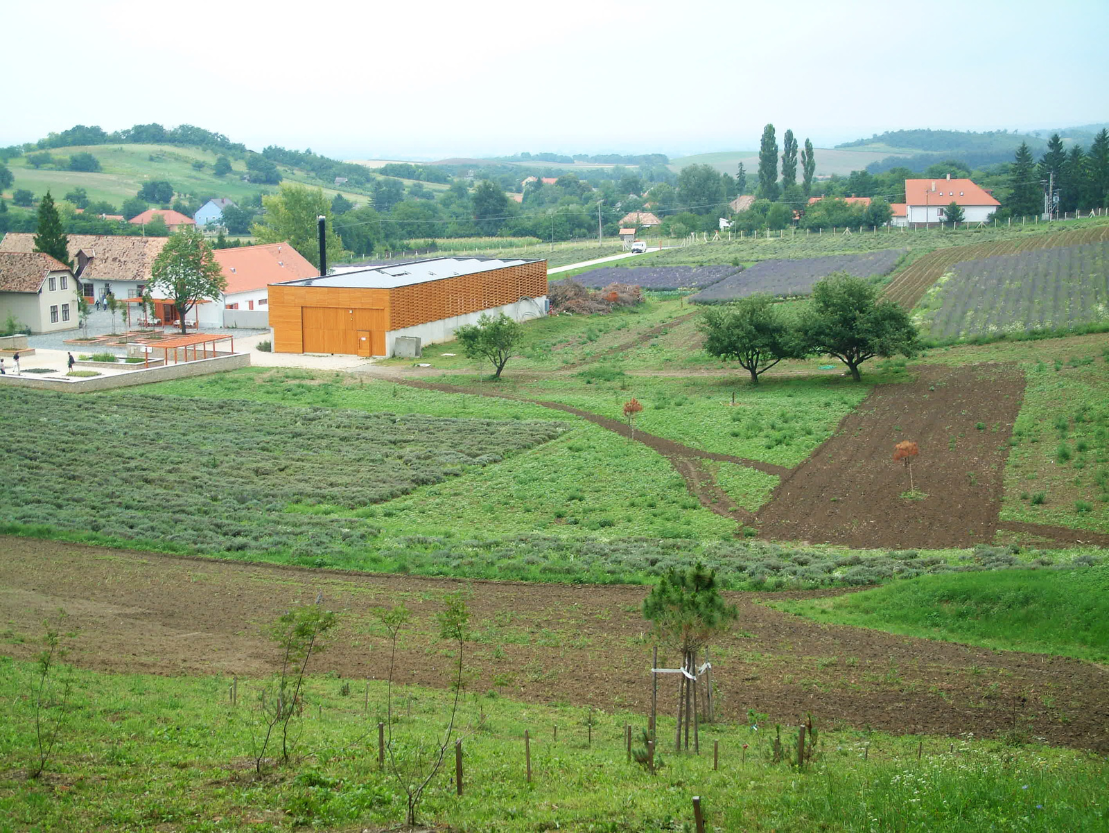 2011.07-Pannonhalmi-Levendulaültetvény -Arborétum! 008