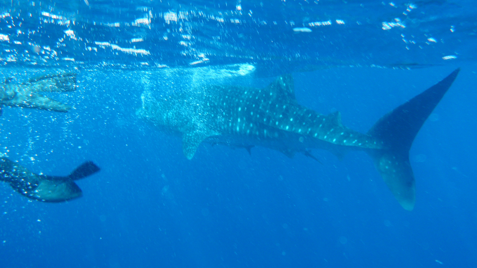 26.march.2010-whaleshark tour-Exmouth (39)