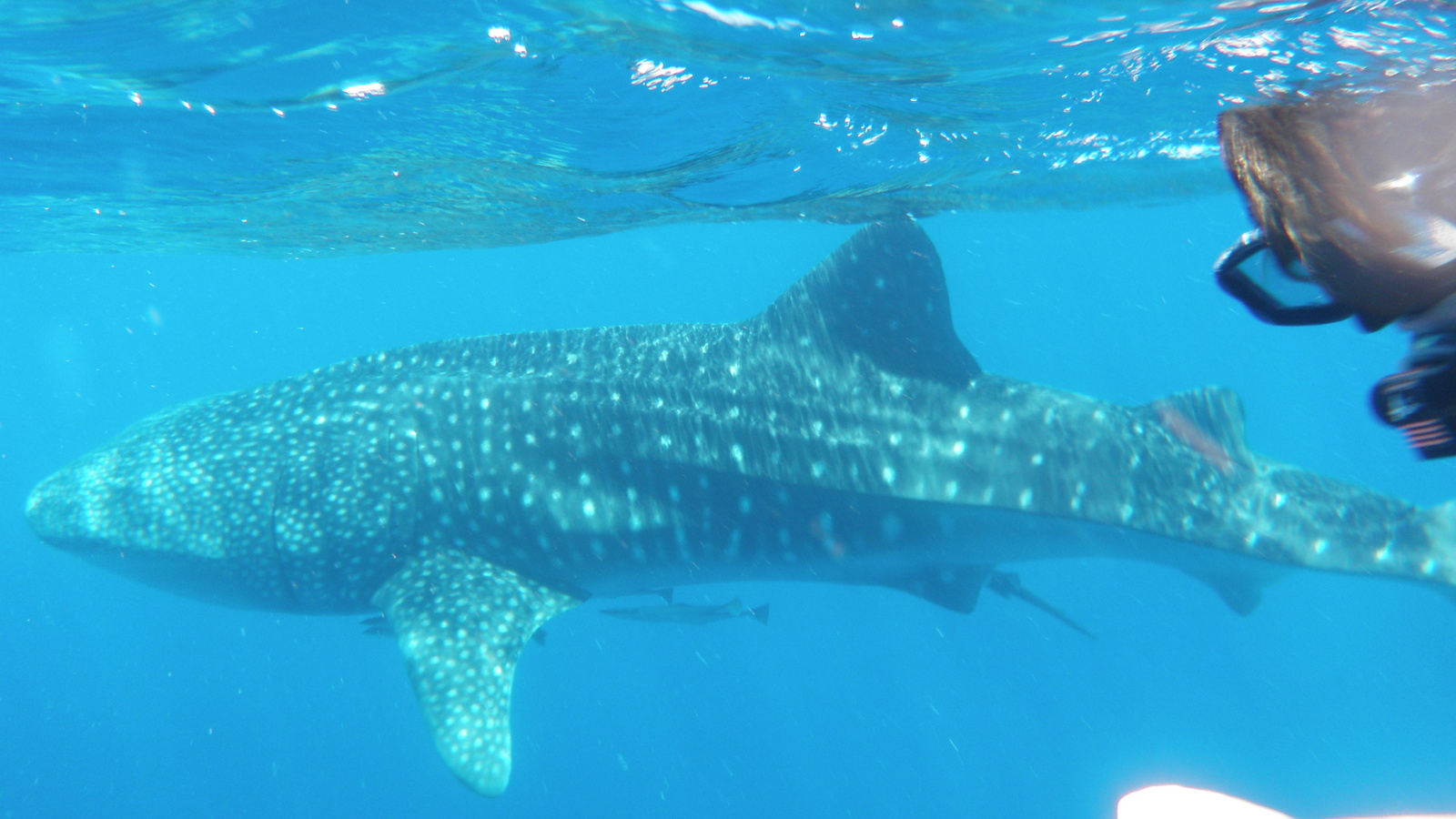 26.march.2010-whaleshark tour-Exmouth (70)