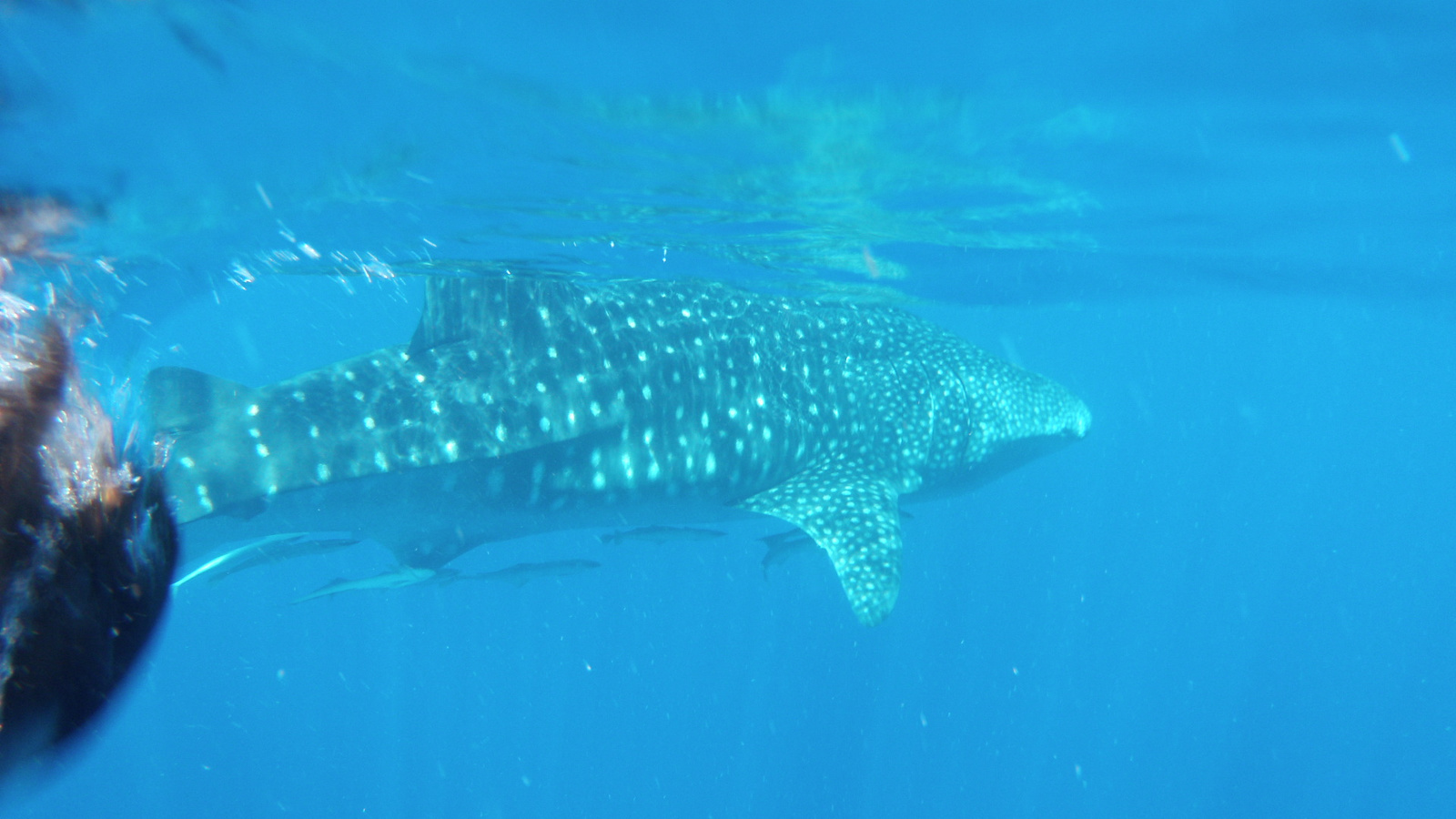 26.march.2010-whaleshark tour-Exmouth (79)