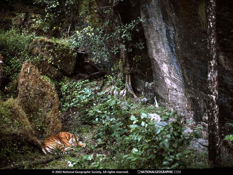 bandhavgarh-den-3828-sw (Medium)