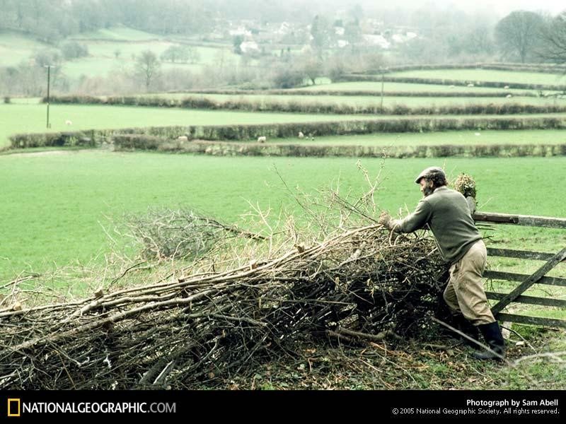 building-hedgerows-483592-sw (Medium)