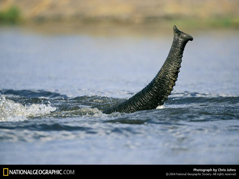 chobe-river-swim-683015-sw (Medium)