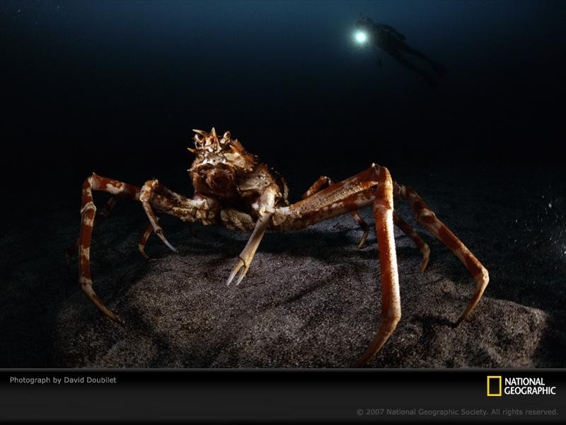 giant-spider-crab-418877-sw (Medium)