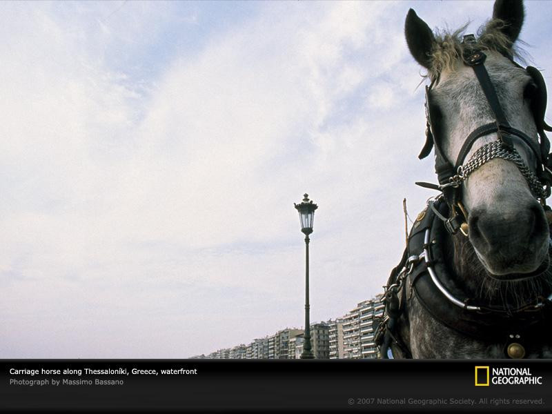 horse-waterfront-greece-765708-sw (Medium)