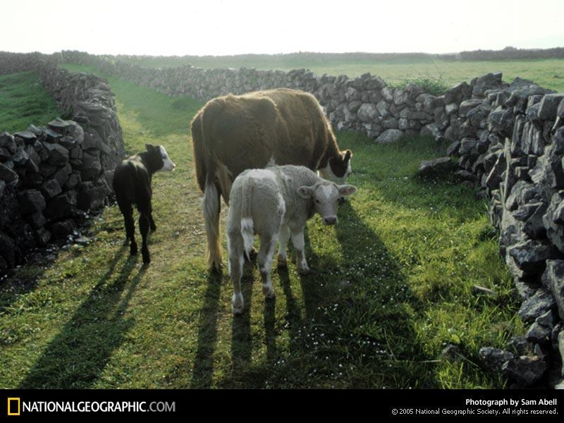 inishmore-cows-489701-sw (Medium)