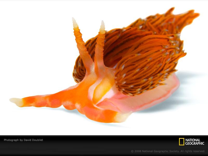 orange-nudibranch-doubilet-1162567-sw (Medium)