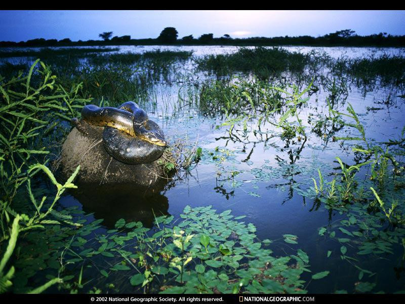 orinoco-anaconda-516478-sw (Medium)