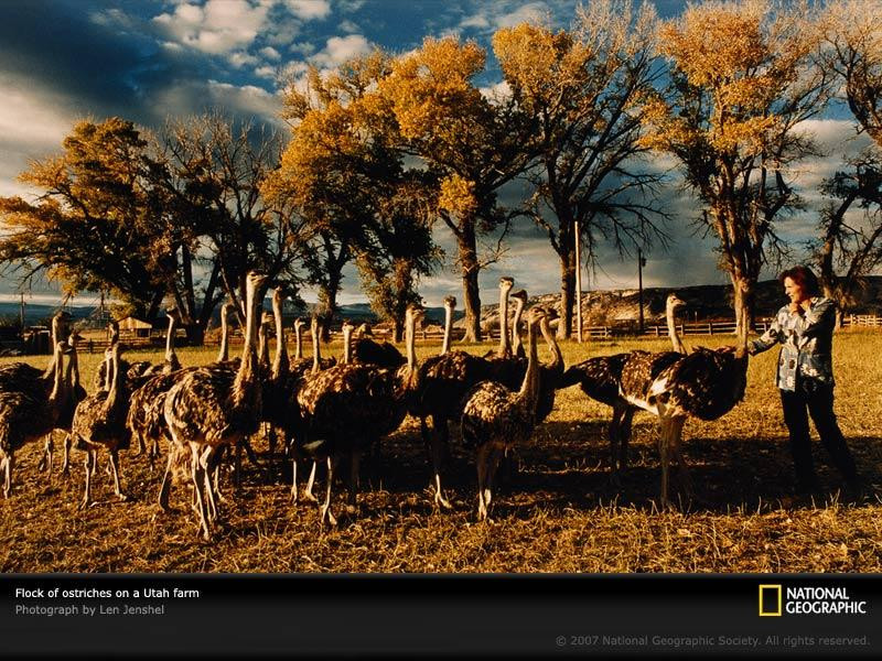 ostrich-farm-utah-521991-sw (Medium)