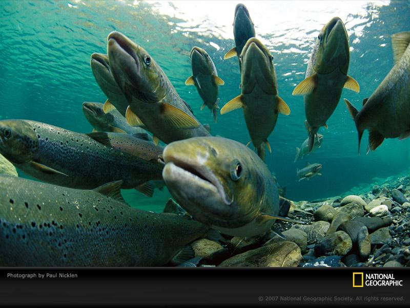 spawning-atlantic-salmon-738342-sw (Medium)