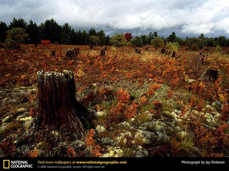 stanley-lake-stump-514412-sw (Medium)