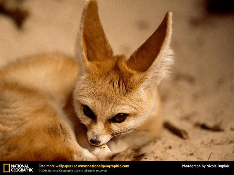 fennec-fox (Medium)