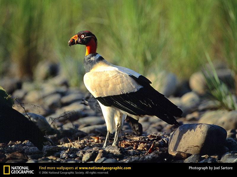 king-vulture (Medium)