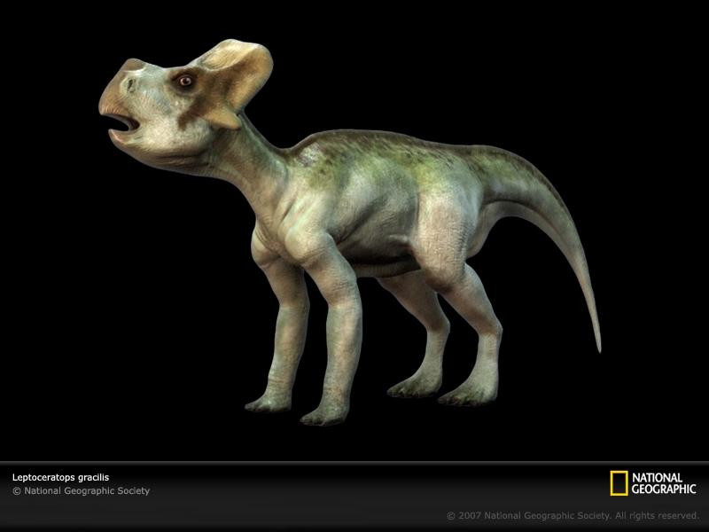 leptoceratops-sw (Medium)