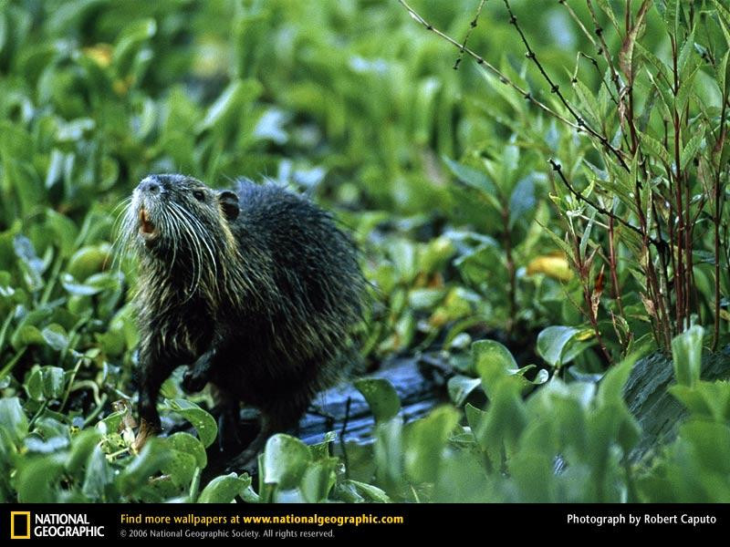 nutria-aquatic-plants (Medium)