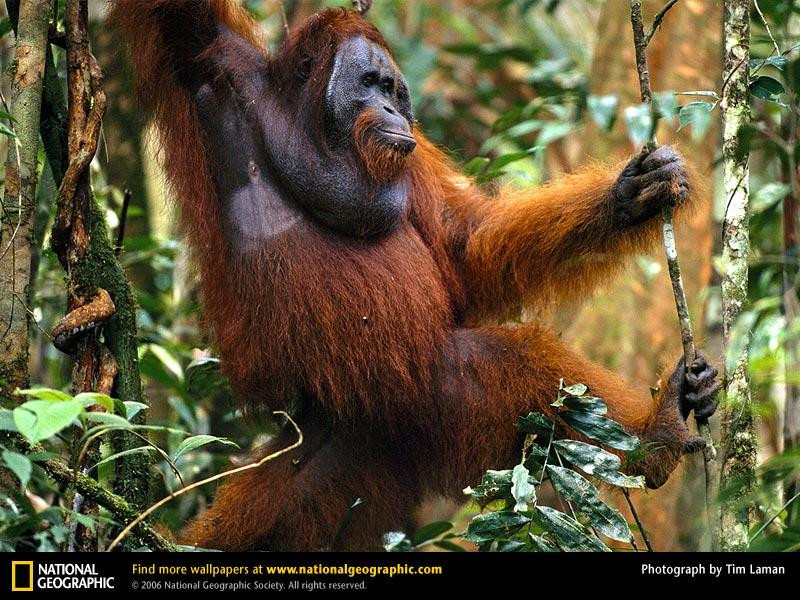 orangutan-traveling-forest (Medium)