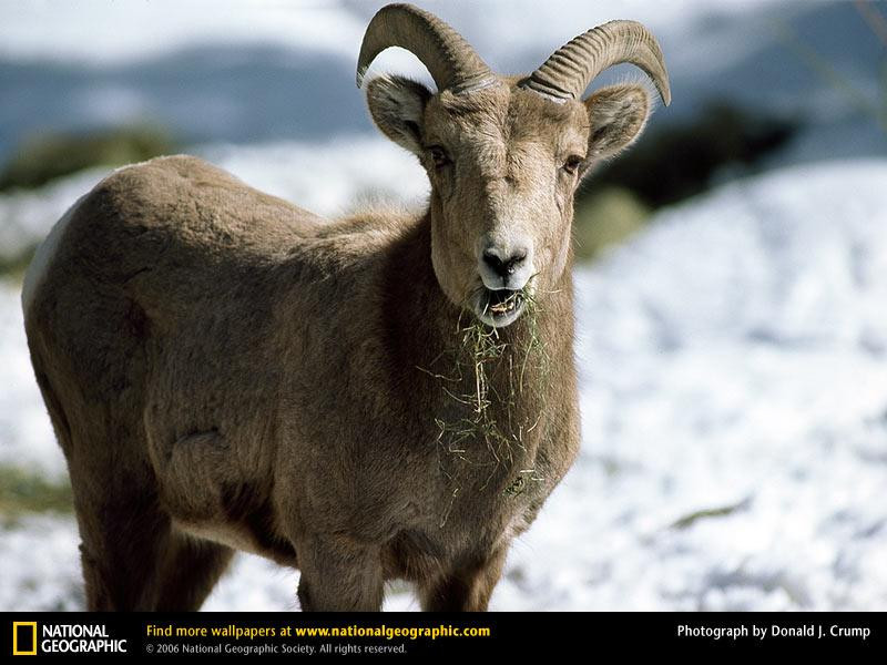 rocky-mountain-sheep-eating (Medium)