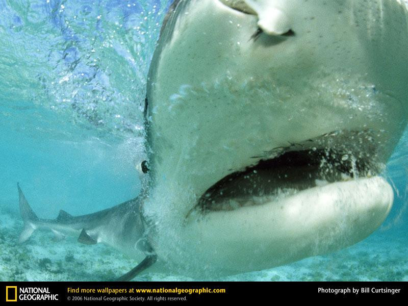 tiger-shark-closeup (Medium)