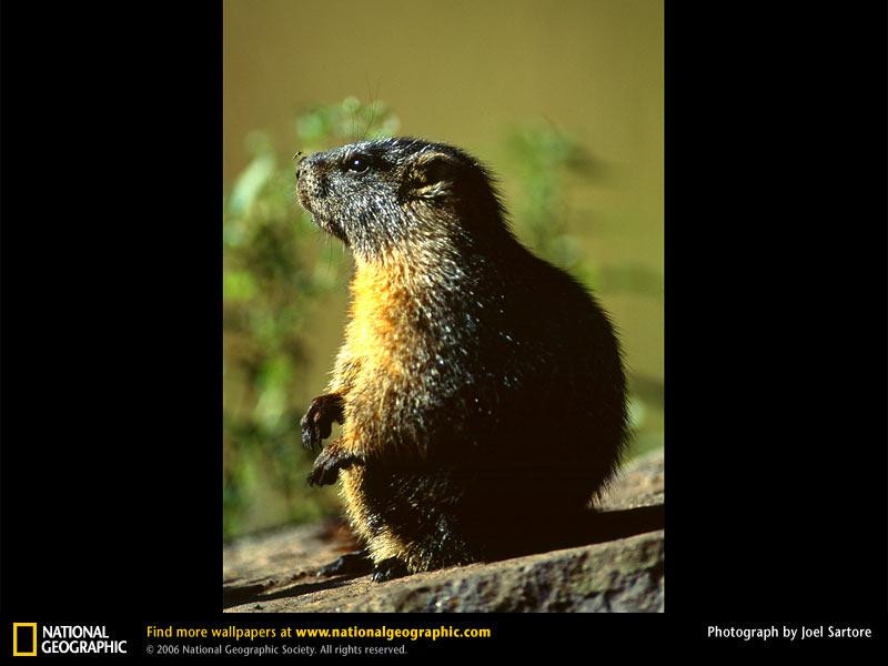 groundhog-mosquito (Medium)