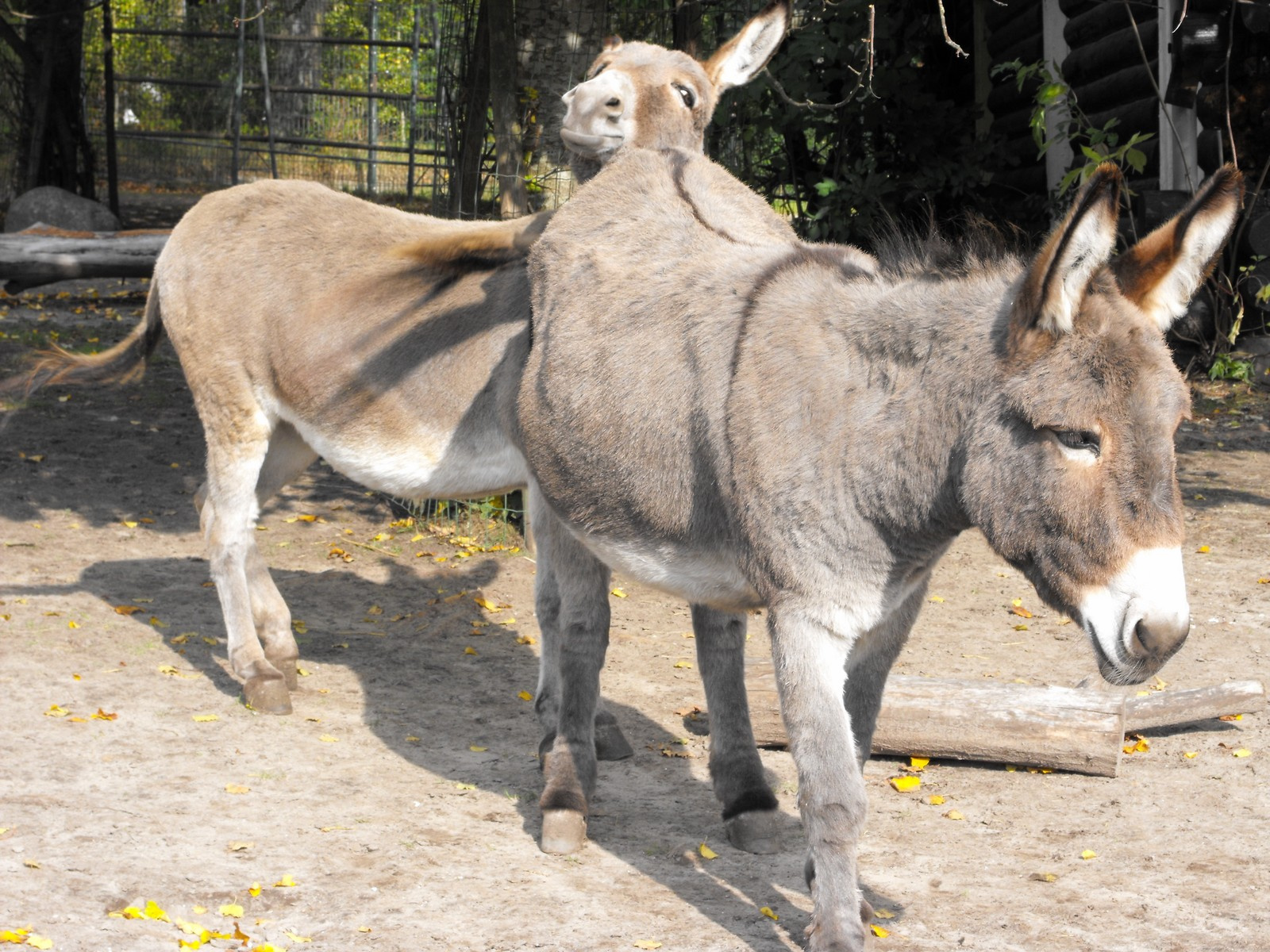 Aalborg állatkert Ålborg Zoo