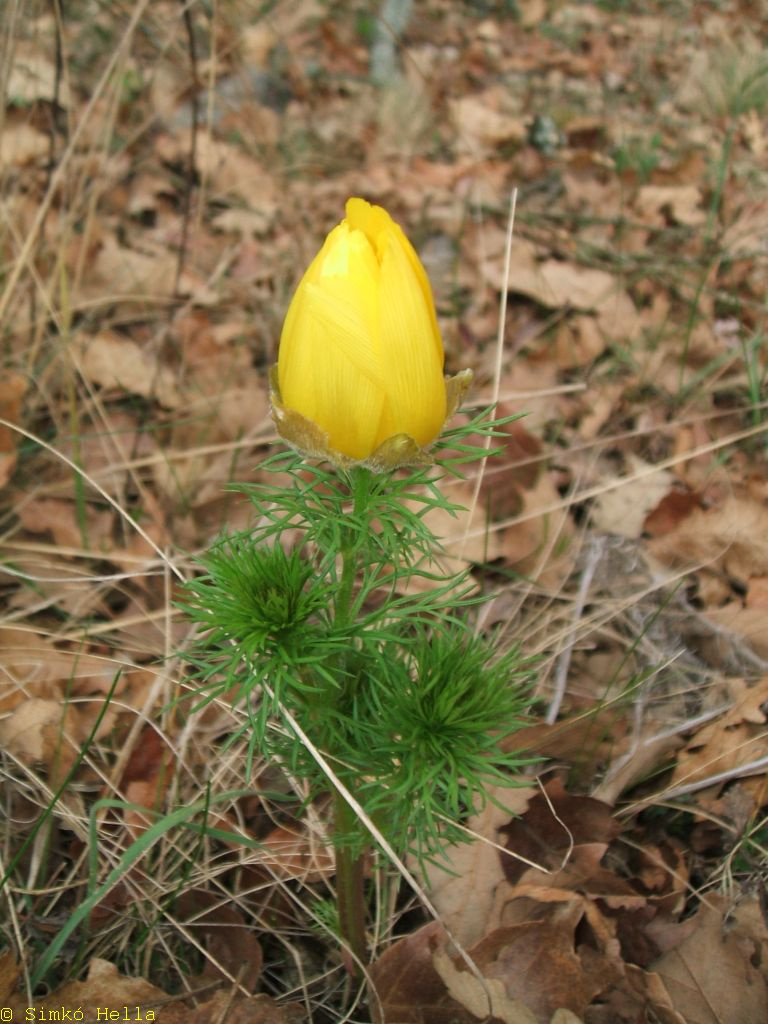 Adonis vernalis avagy tavaszi hérics