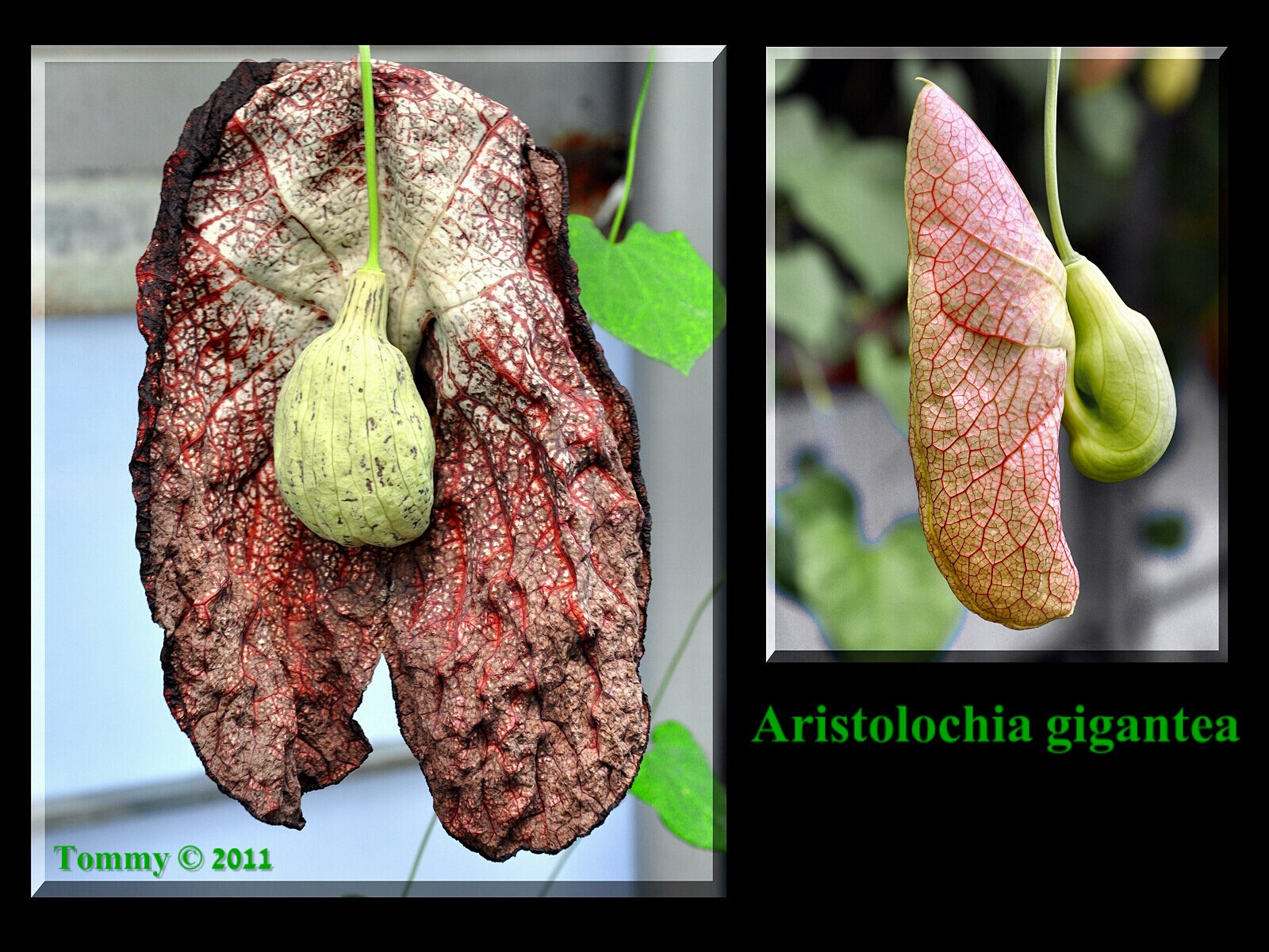 Aristolochia gigantea