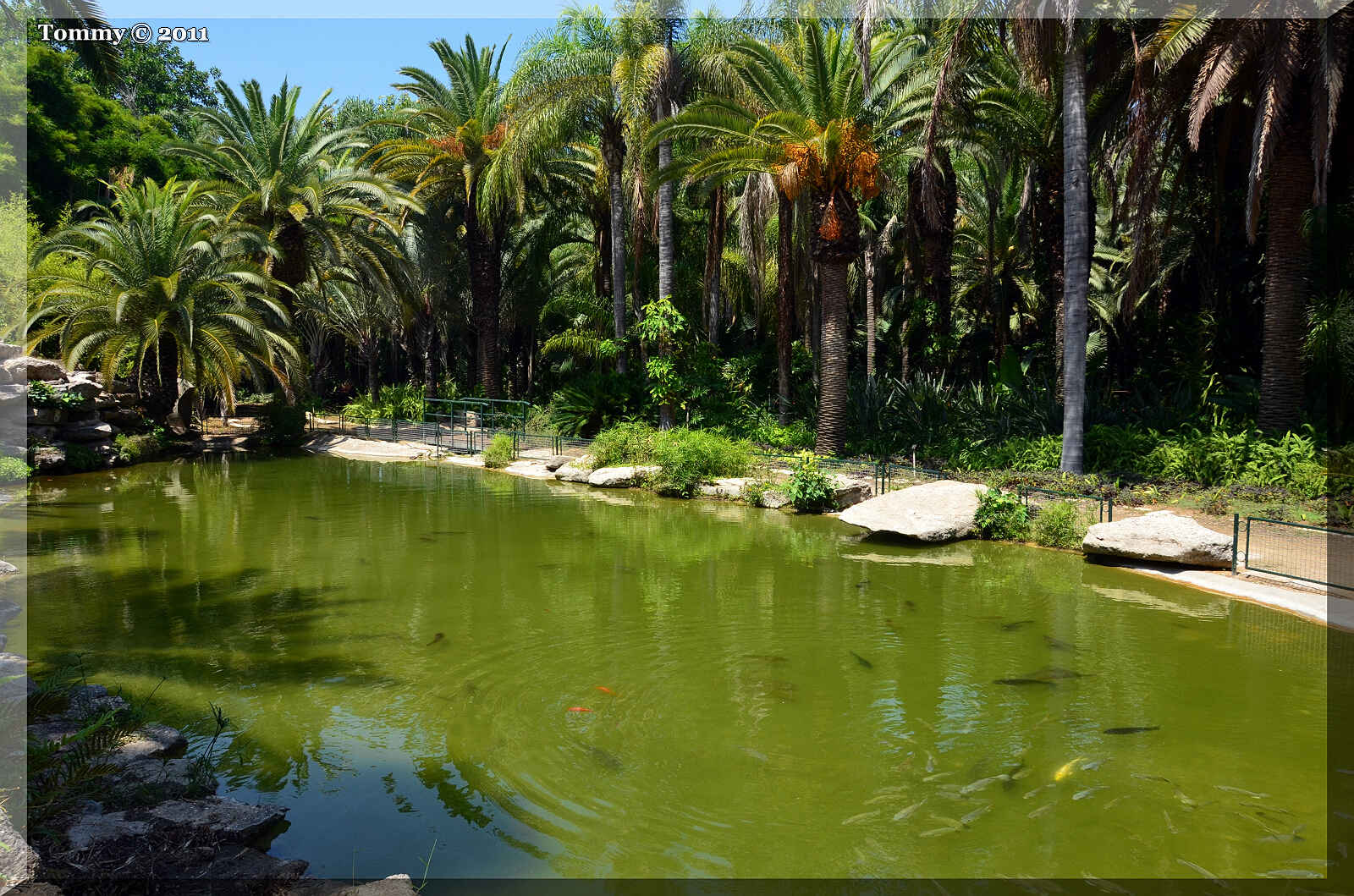 Tropical Garden