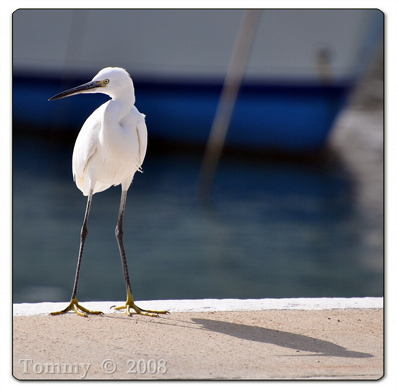 The Tel Aviv Marina Bird