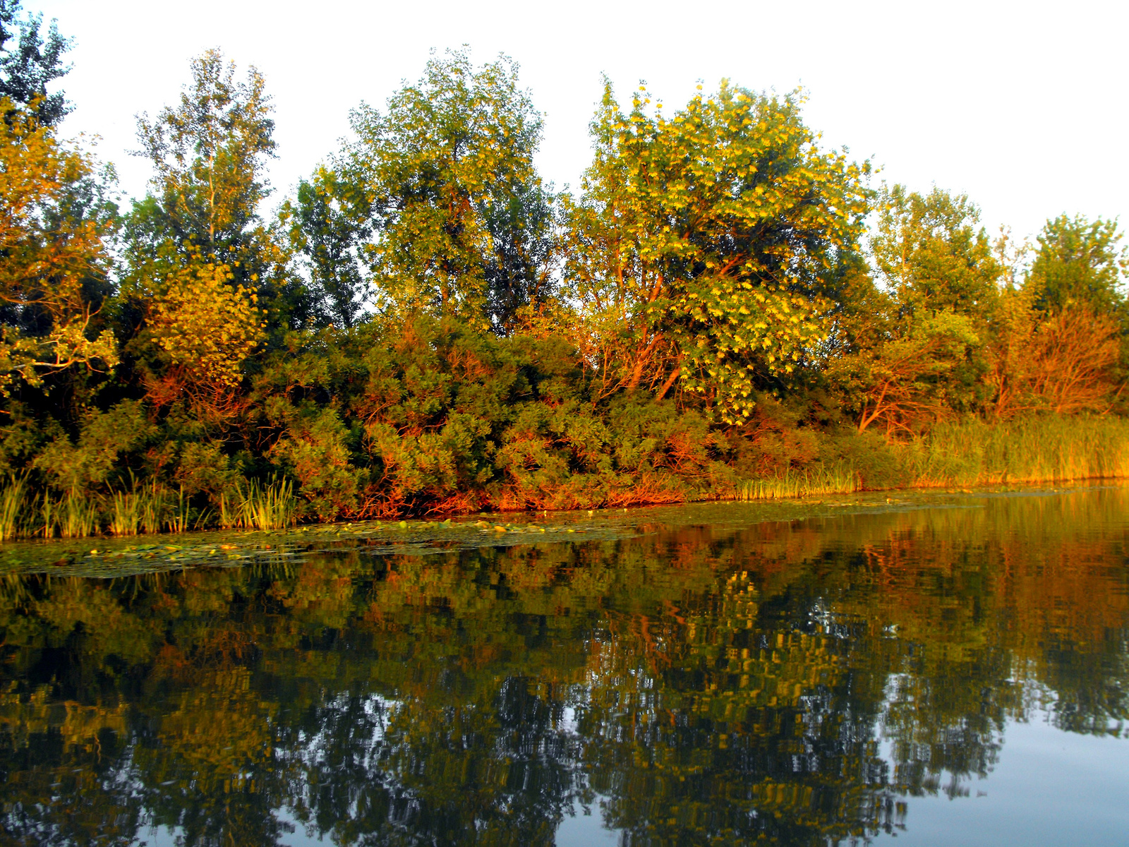 Tisza-tó.2009. nádas.