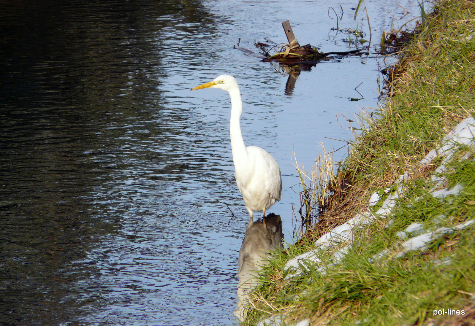 2010.01.16.Kócsag 016