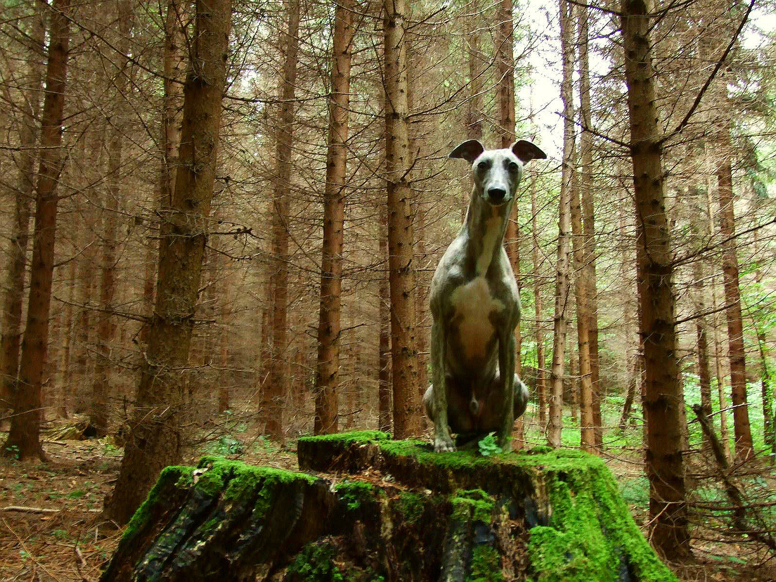 Vincent, a whippet